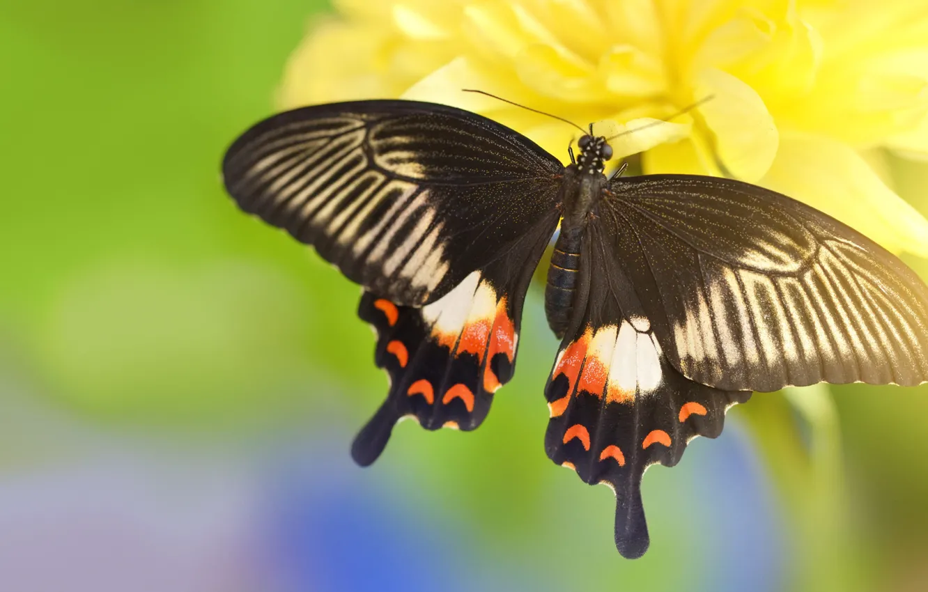 Фото обои цветок, макро, желтый, фон, узор, бабочка, крылья, махаон