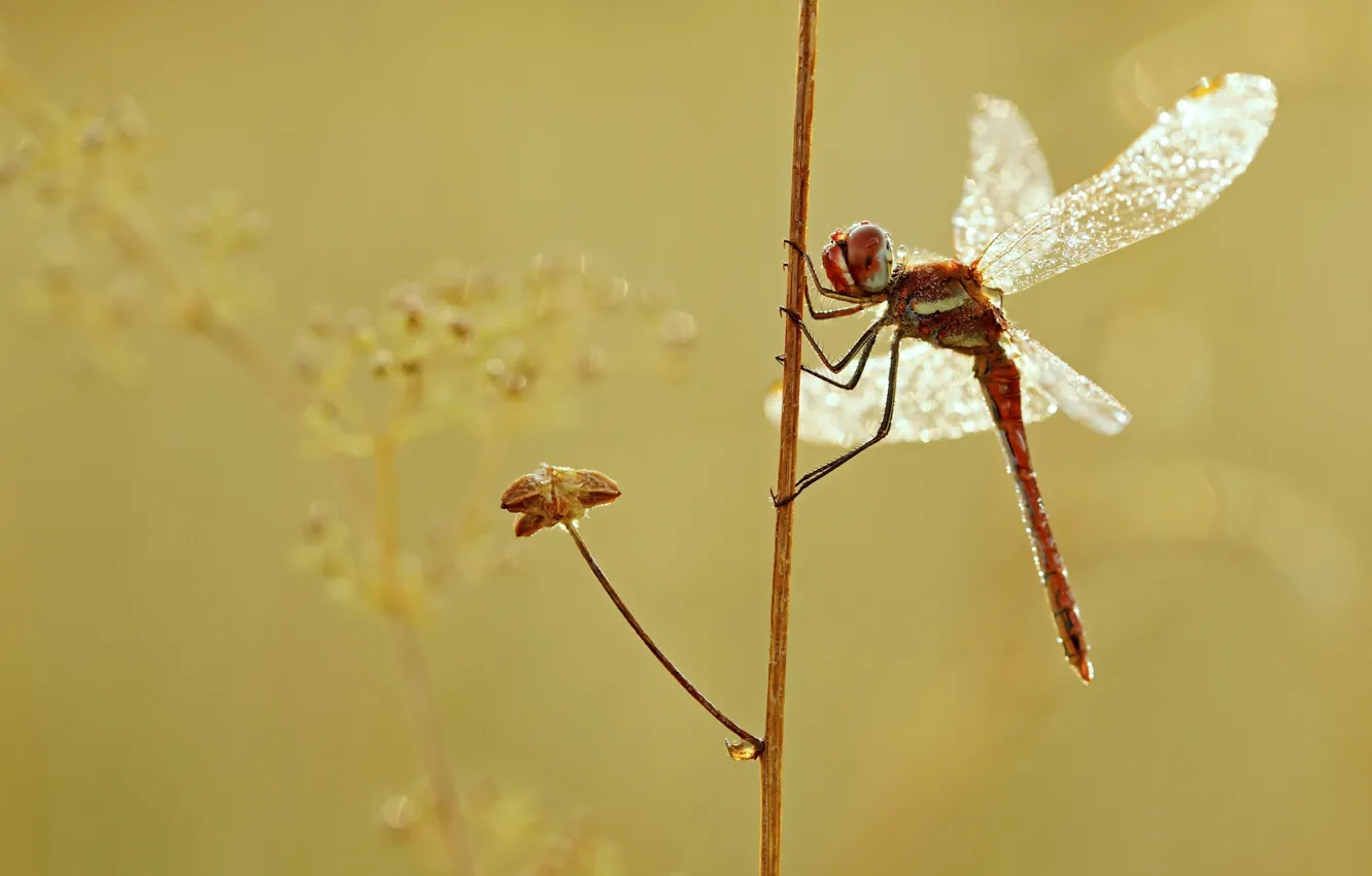 Фото обои макро, растение, крылья, стрекоза, насекомое, обои от lolita777