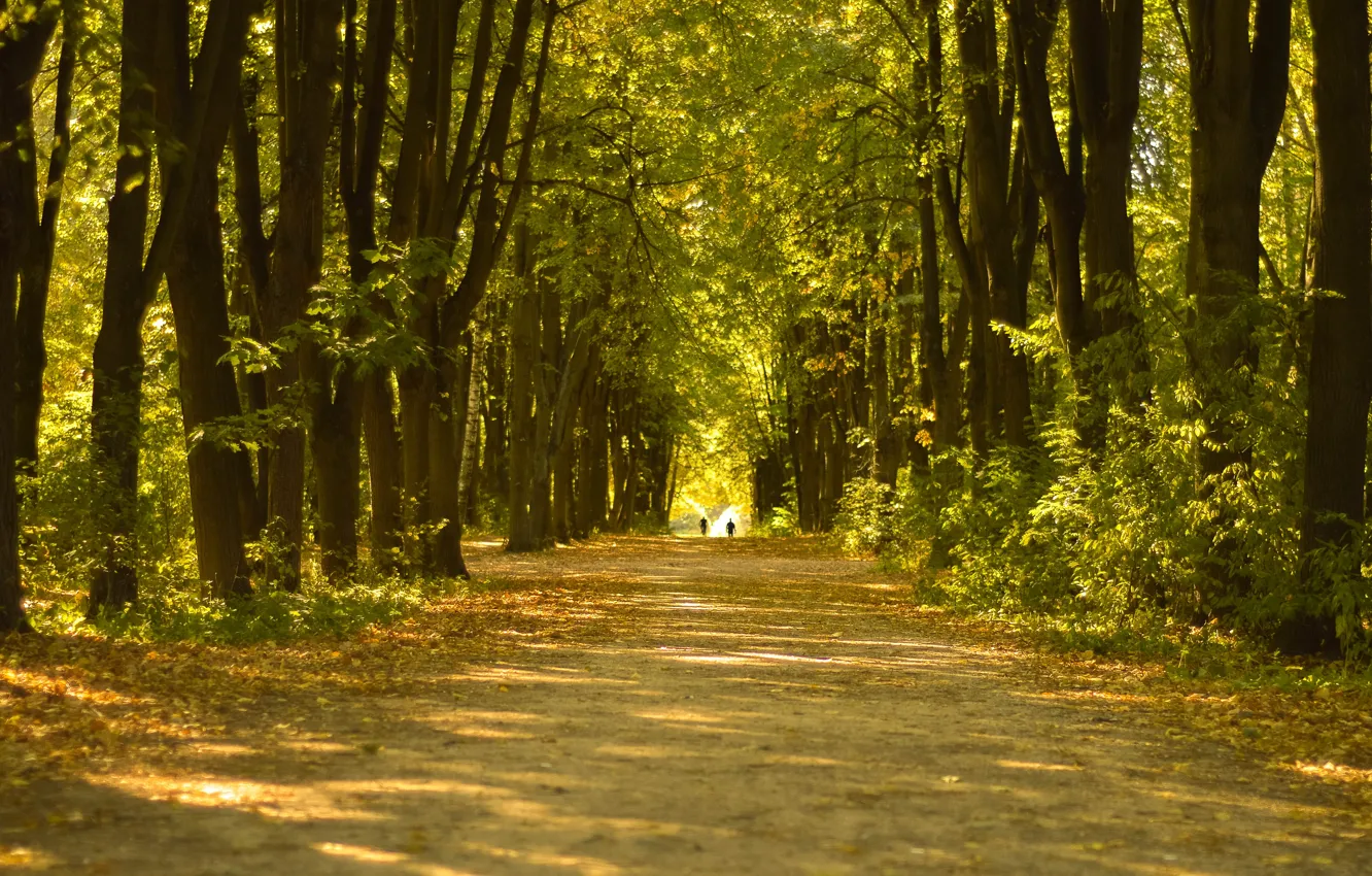 Фото обои Природа, Дорога, Осень, Деревья, Fall, Autumn, Forest, Trees