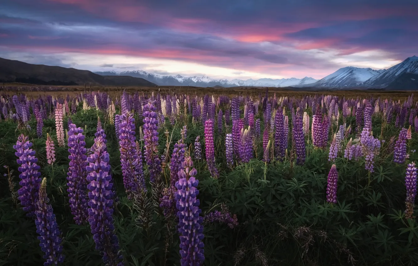 Фото обои цветы, горы, Новая Зеландия, луг, New Zealand, Текапо, люпины, Южные Альпы