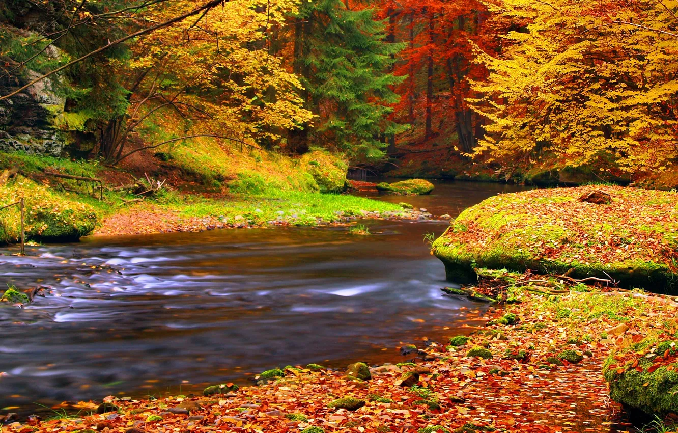 Фото обои осень, лес, листья, река, autumn, leaves
