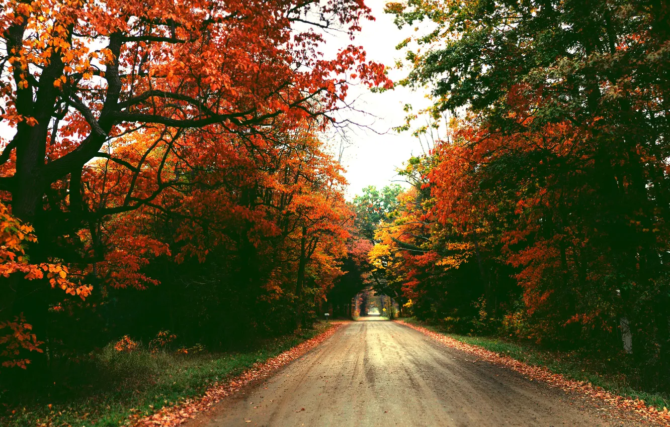 Фото обои дорога, осень, небо, листья, деревья