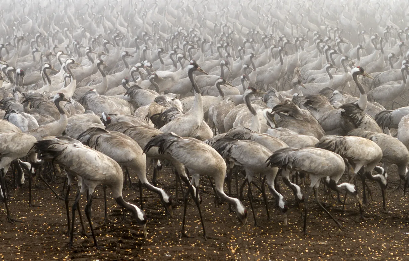 Фото обои птицы, туман, Cranes