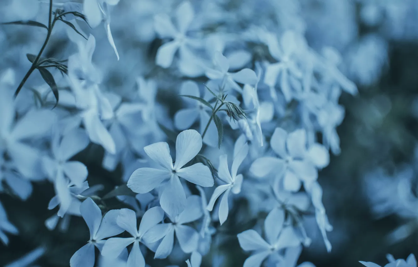 Фото обои макро, цветы, голубой, куст, букет, весна, горшок, цветение