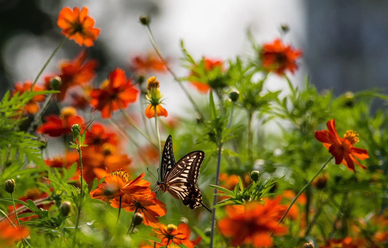 Фото обои цветы, природа, бабочка