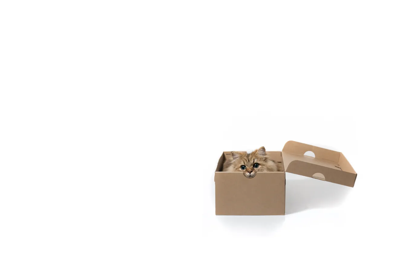 Фото обои кошка, коробка, минимализм, белый фон, Daisy, © Benjamin Torode