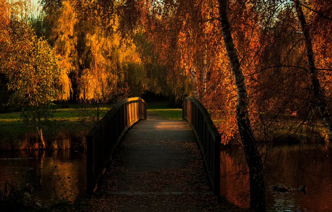 Фото обои осень, мост, пруд, парк, утки