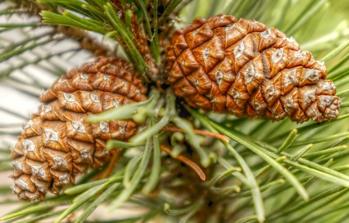 Фото обои pine, twig, cone