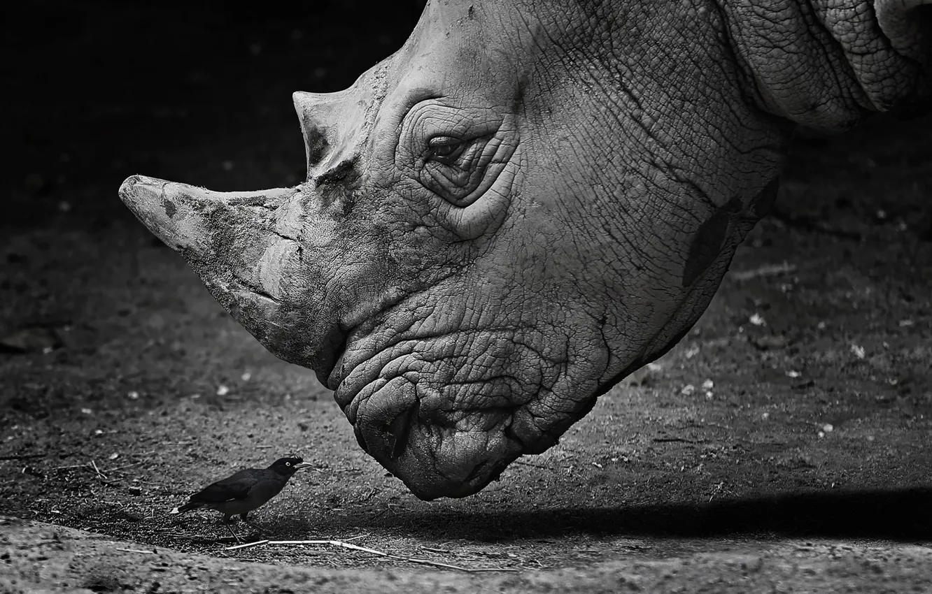 Фото обои white, black, bird, rhinoceros