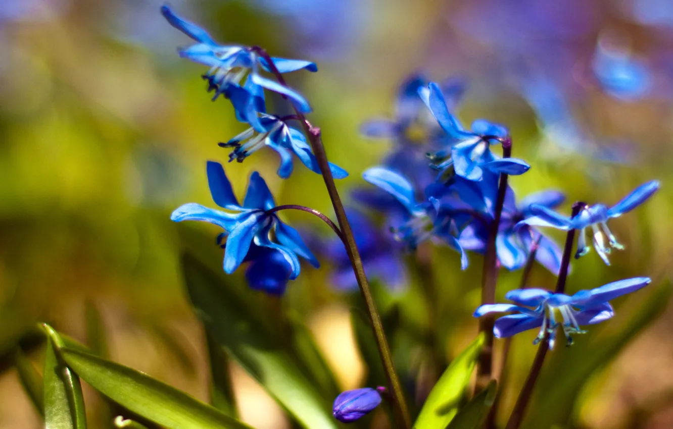 Фото обои макро, цветы, синий, весна, подснежники, первоцвет, пролески, Scilla