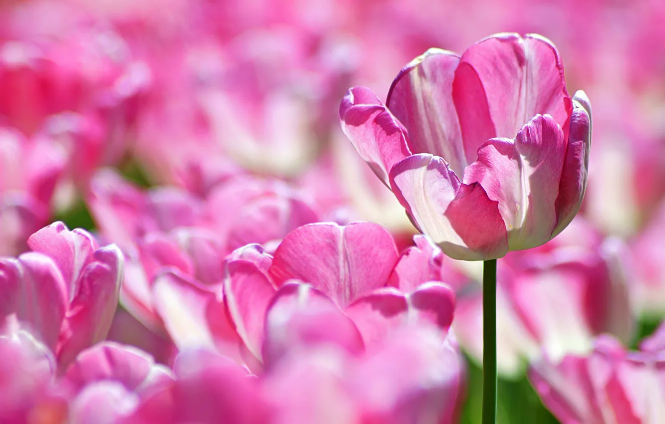 Фото обои свет, цветы, тюльпан, весна, тюльпаны, розовые, много, полосатые