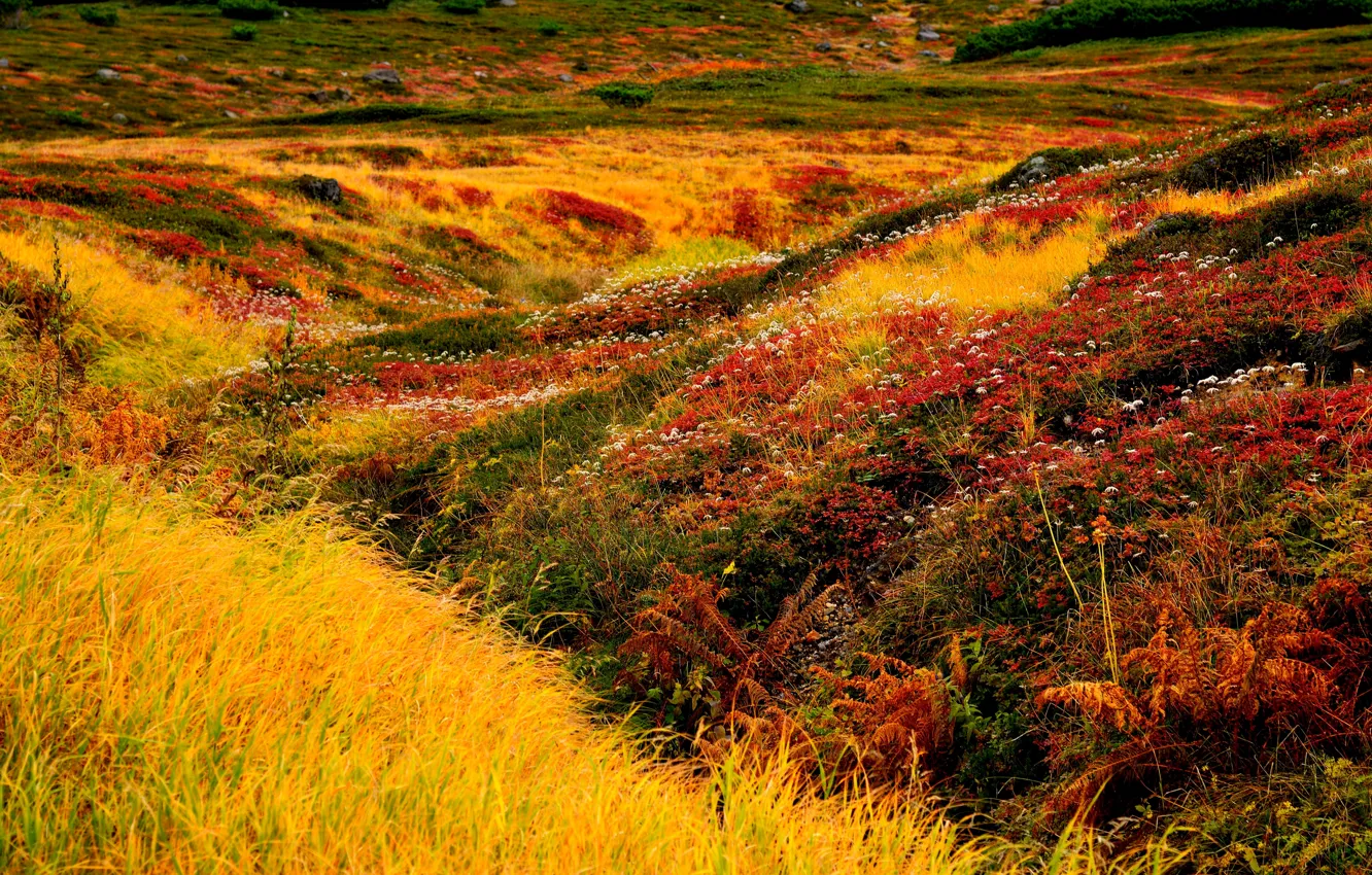 Фото обои трава, цветы, ландшафт, Япония, Hokkaido, Asahidake
