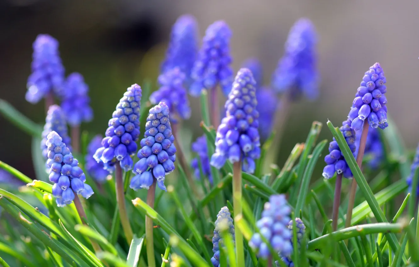 Фото обои цветы, вверх, синие, гроны