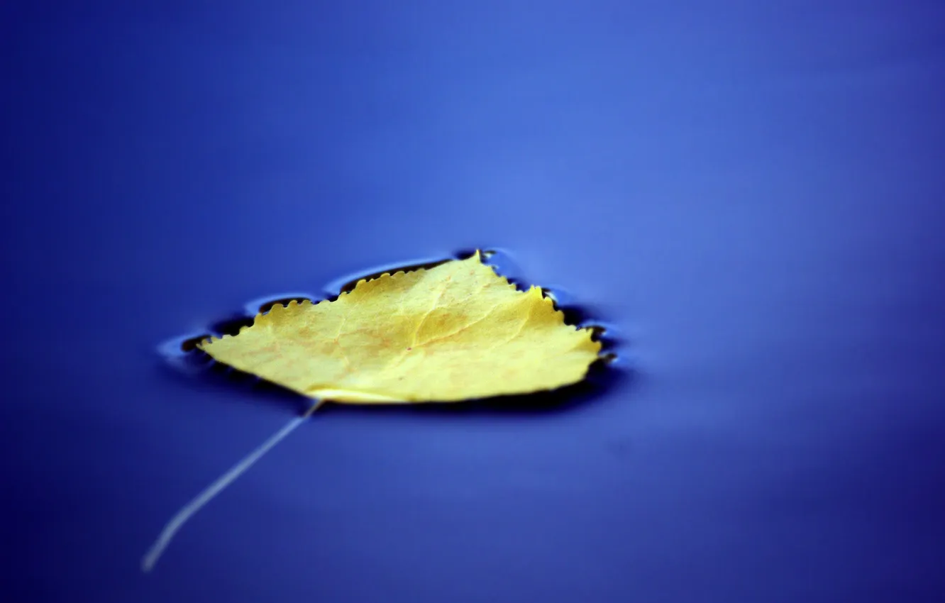Фото обои вода, макро, синий, лист, фон
