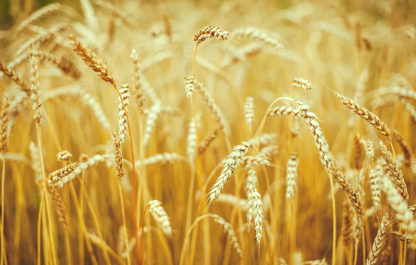 Фото обои пшеница, макро, природа, колоски