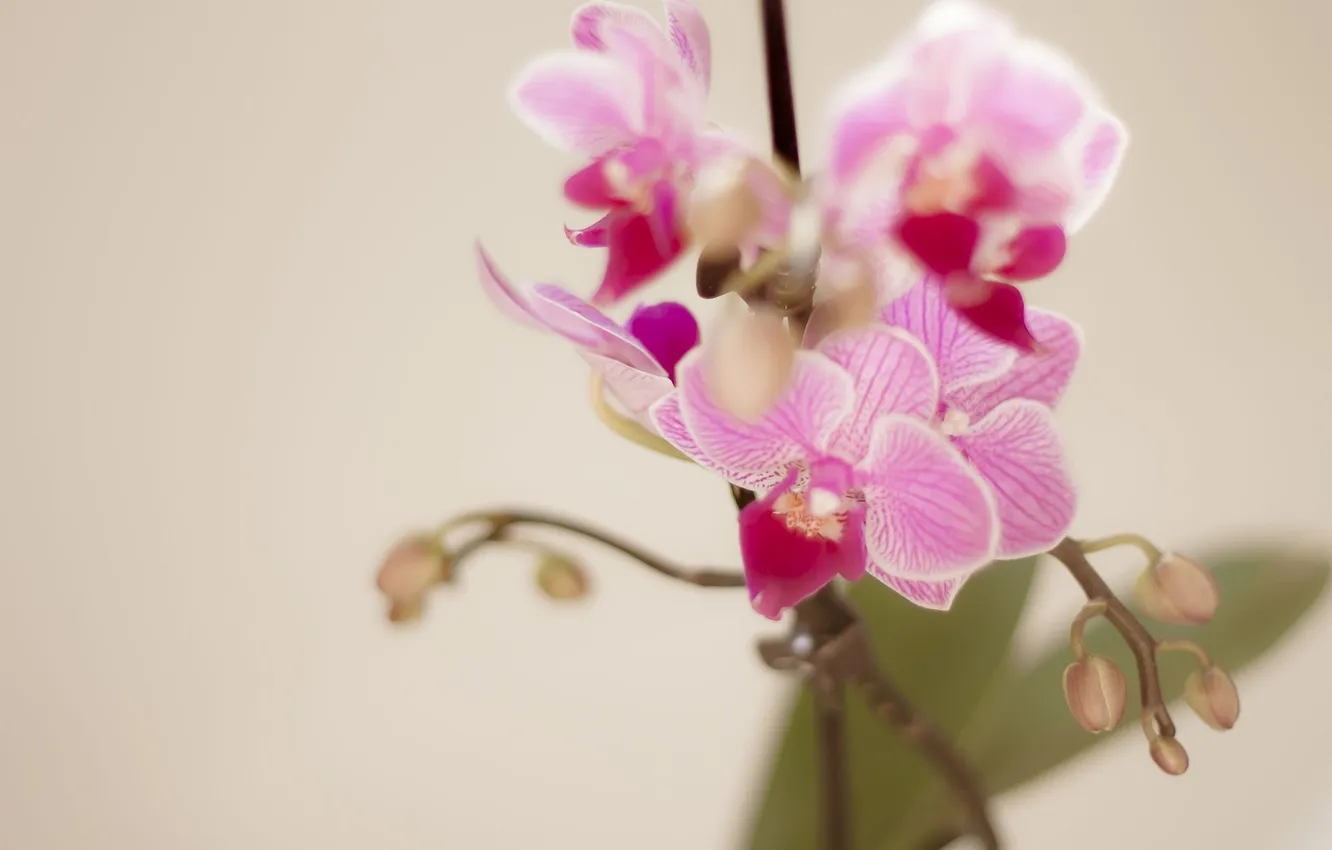 Фото обои цветы, ветка, лепестки, розовые, орхидеи