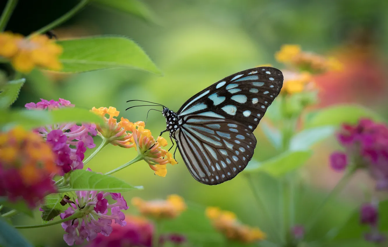 Фото обои бабочка, цветки, butterfly