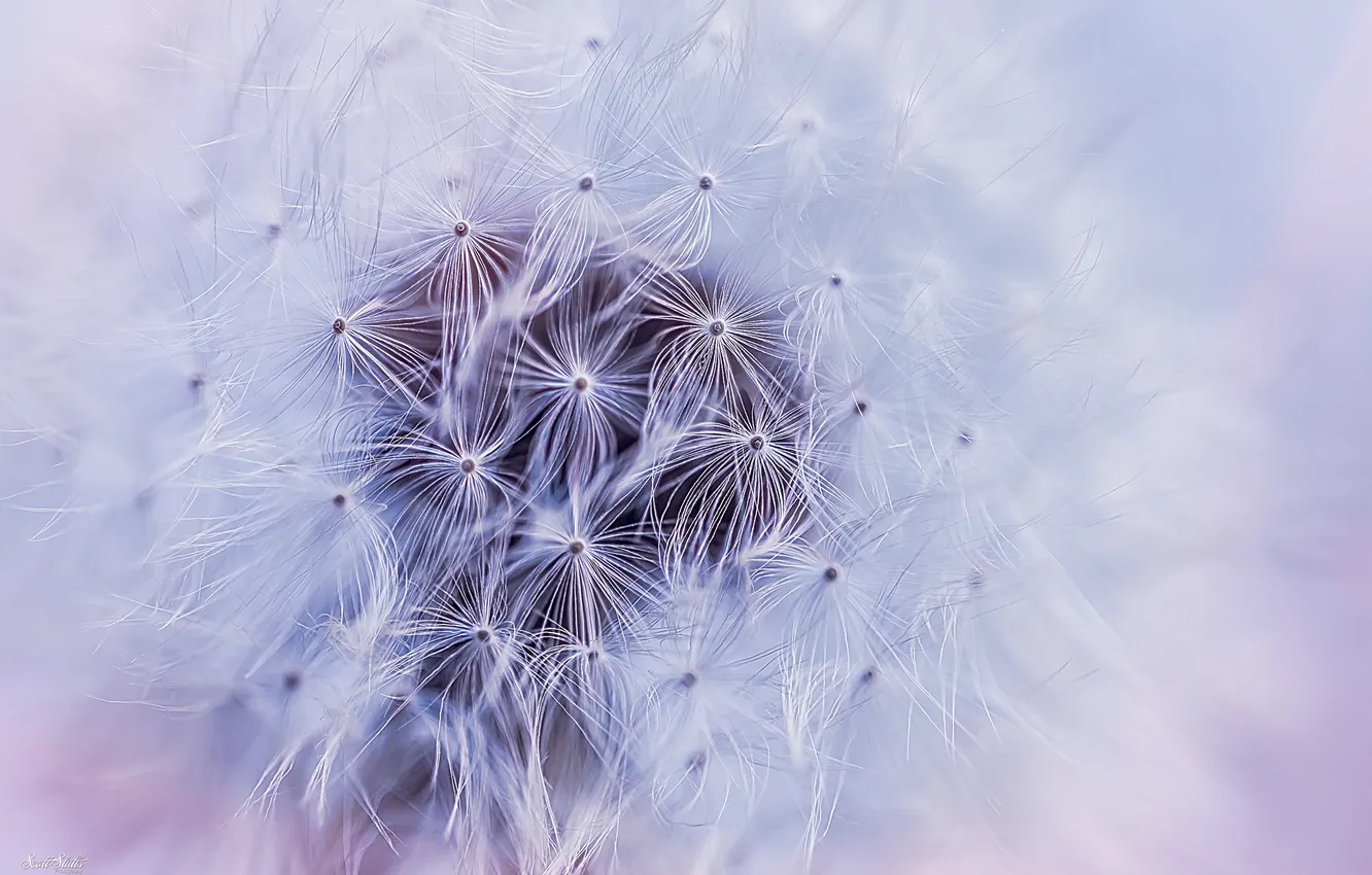 Фото обои Flowers, Macro, Dandelion flower, White aesthetic