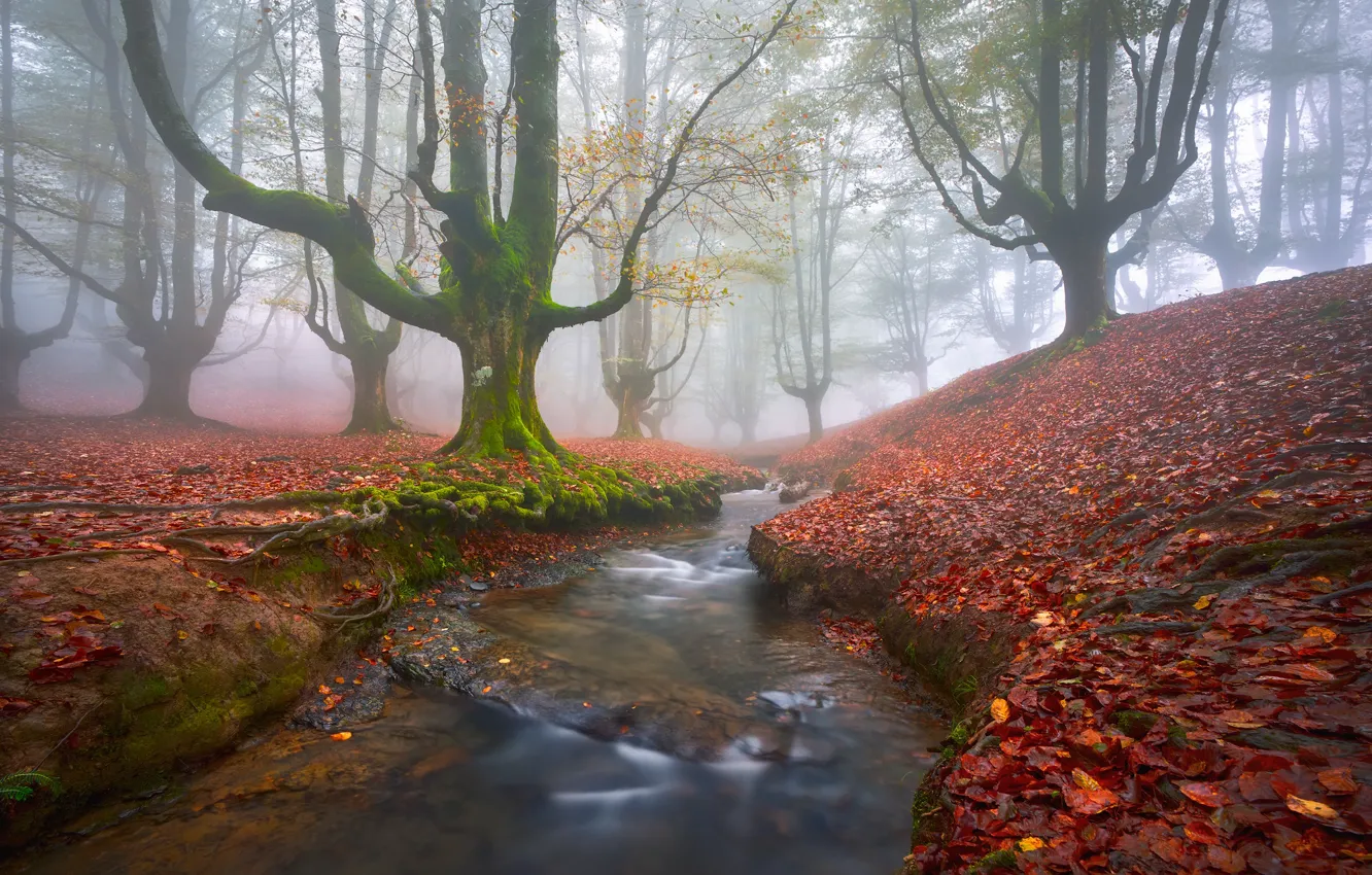 Фото обои осень, лес, деревья, туман, ручей, листва, мох, дымка