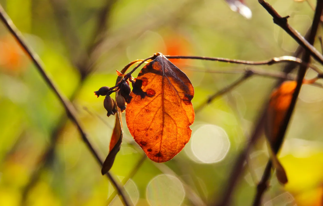 Фото обои autumn, leafs, fall, twig