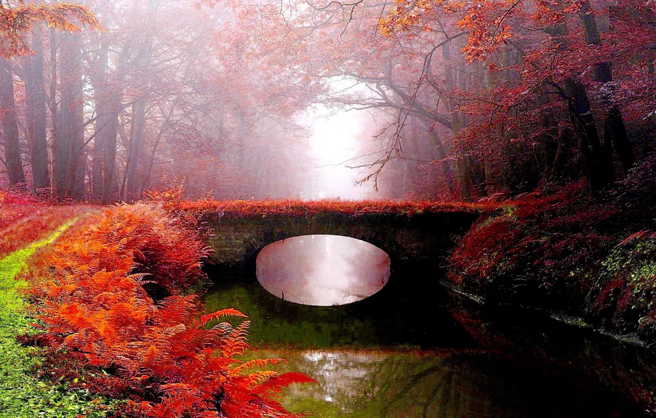 Фото обои осень, мост, туман, парк, река