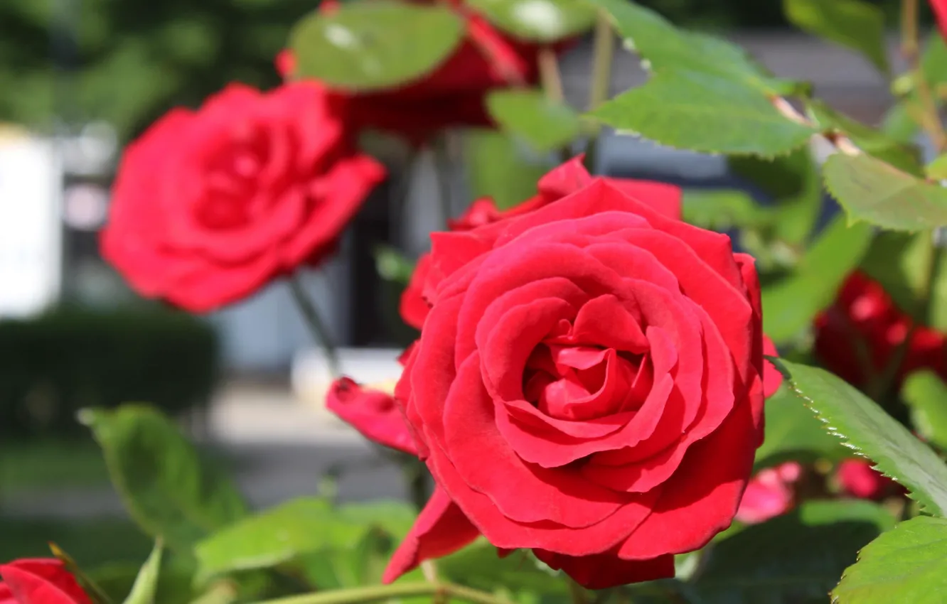 Фото обои red, rose, blooming