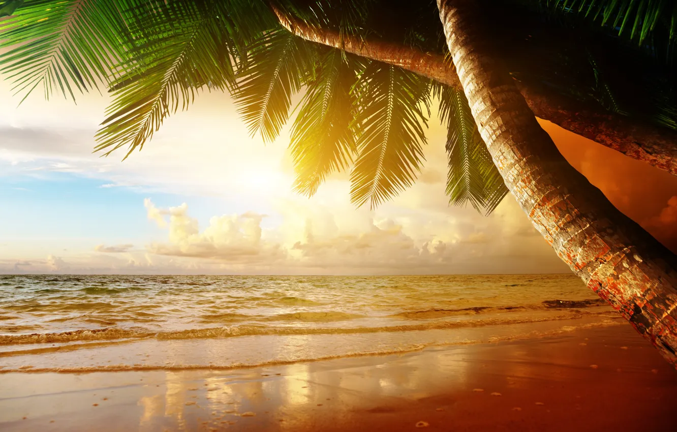 Фото обои песок, море, пляж, закат, тропики, пальмы, берег, summer