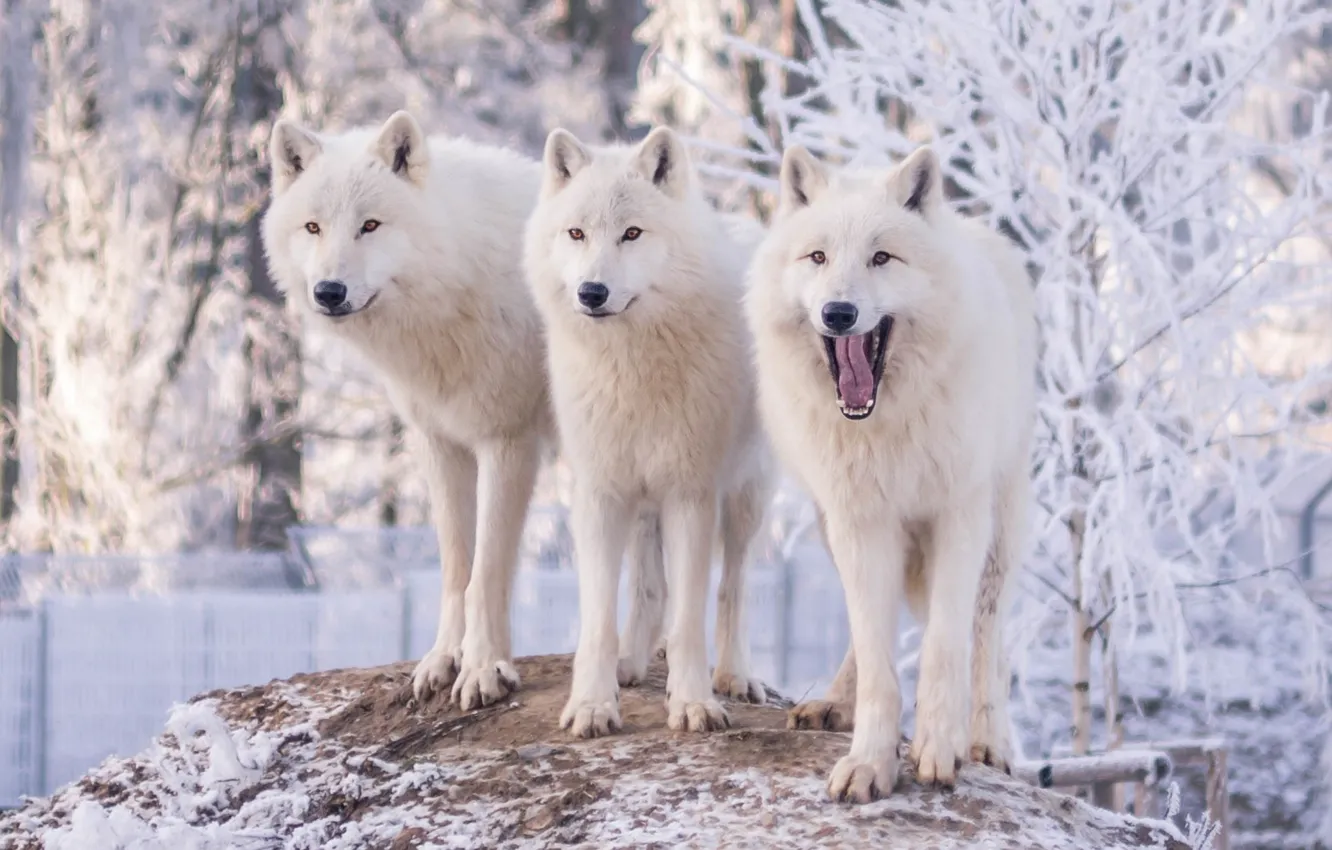 Фото обои зима, иней, снег, деревья, природа, волк, три, волки