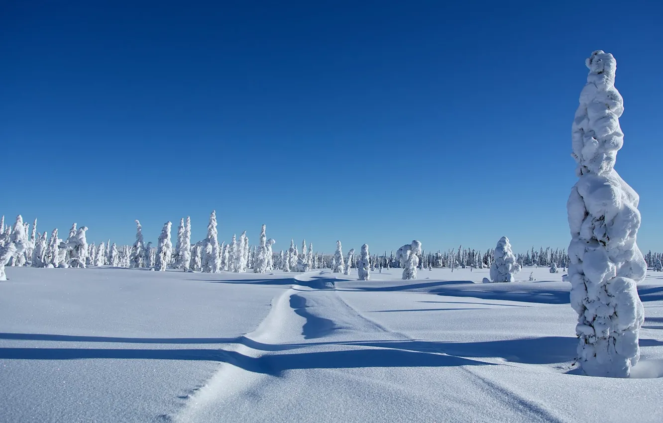 Фото обои зима, снег, деревья, сугробы