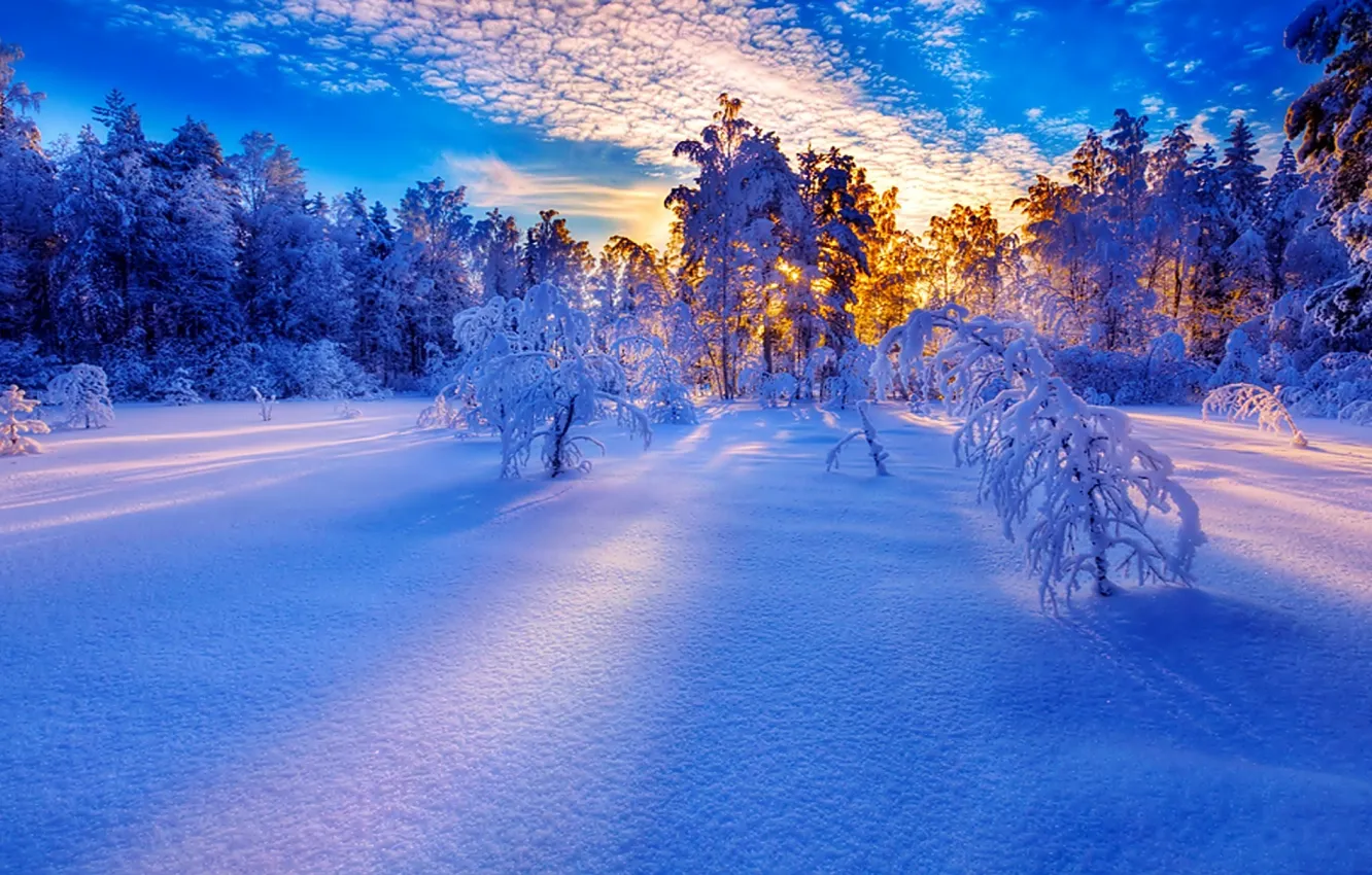 Фото обои trees, landscape, winter, snow