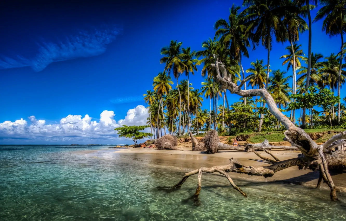Фото обои тропики, пальмы, океан, побережье, коряга, Атлантический океан, Карибские острова, Dominican Republic
