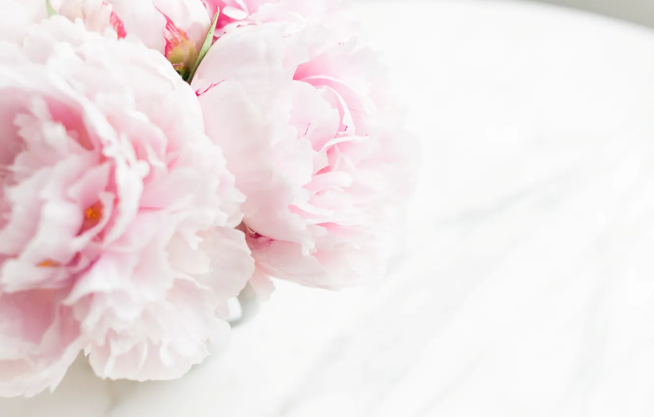 Фото обои цветы, букет, мрамор, pink, flowers, пионы, peonies, tender