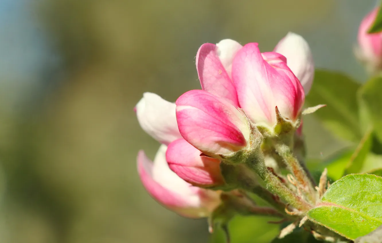 Фото обои flower, pink, spring