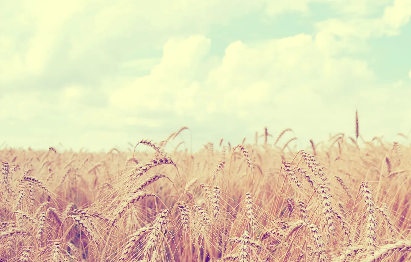 Фото обои пшеница, поле, небо, облака, пейзаж, природа, колосья, sky