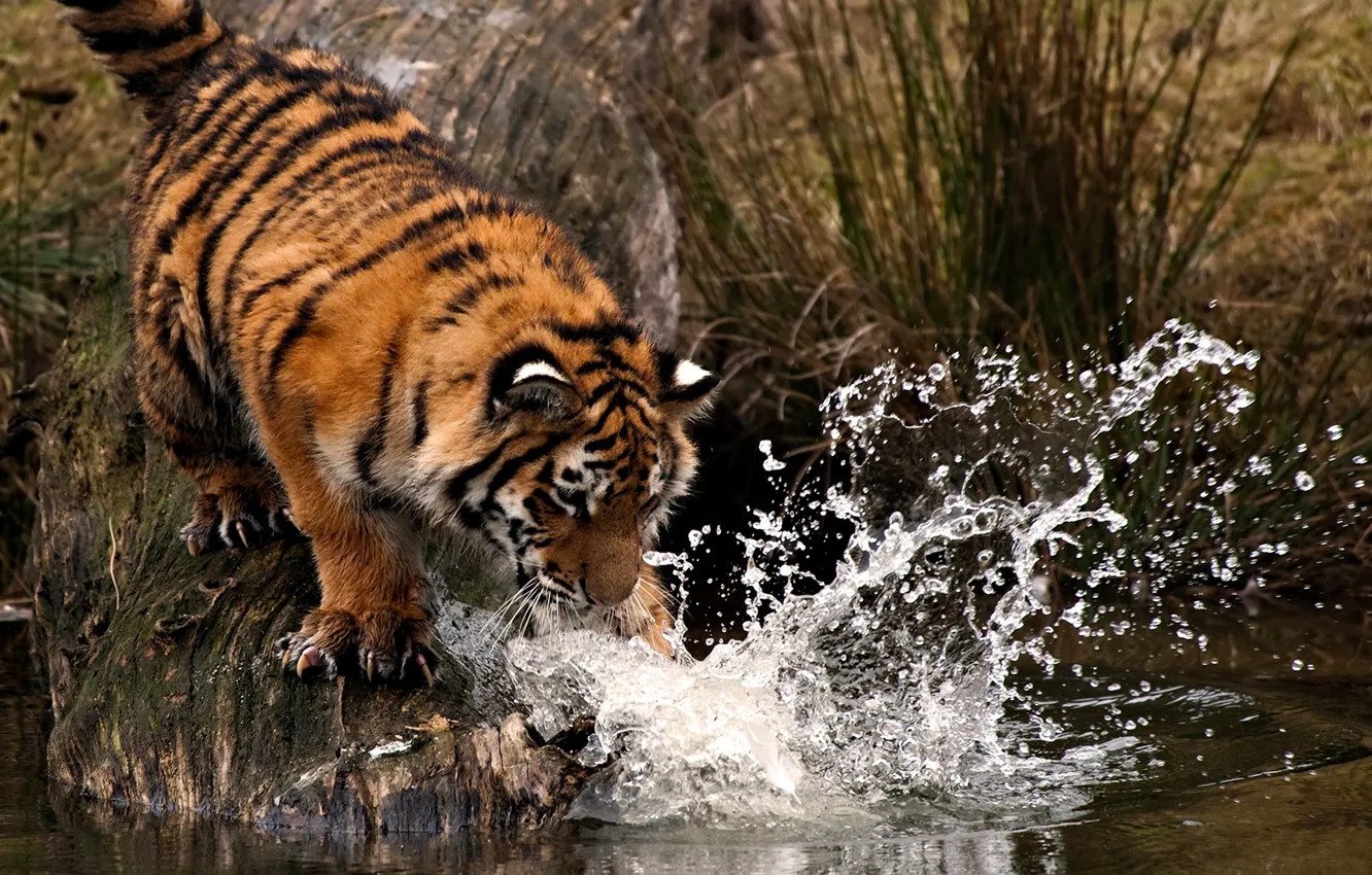 Фото обои вода, капли, брызги, тигр, лапа, удар