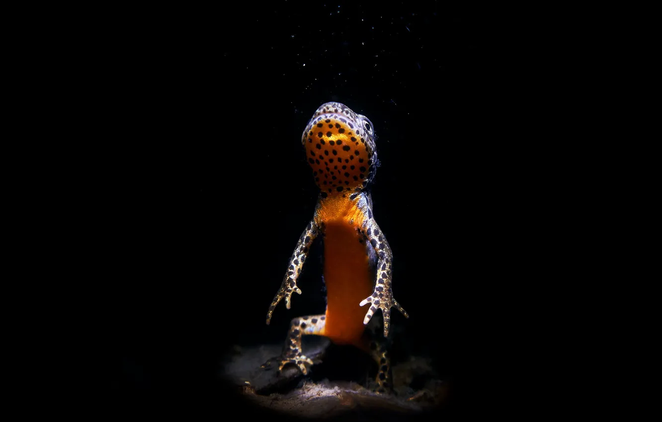 Фото обои природа, фон, тритон