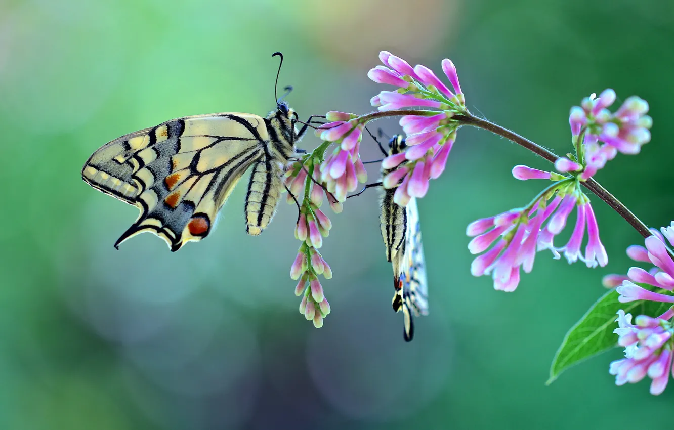Фото обои бабочки, парочка, цветки
