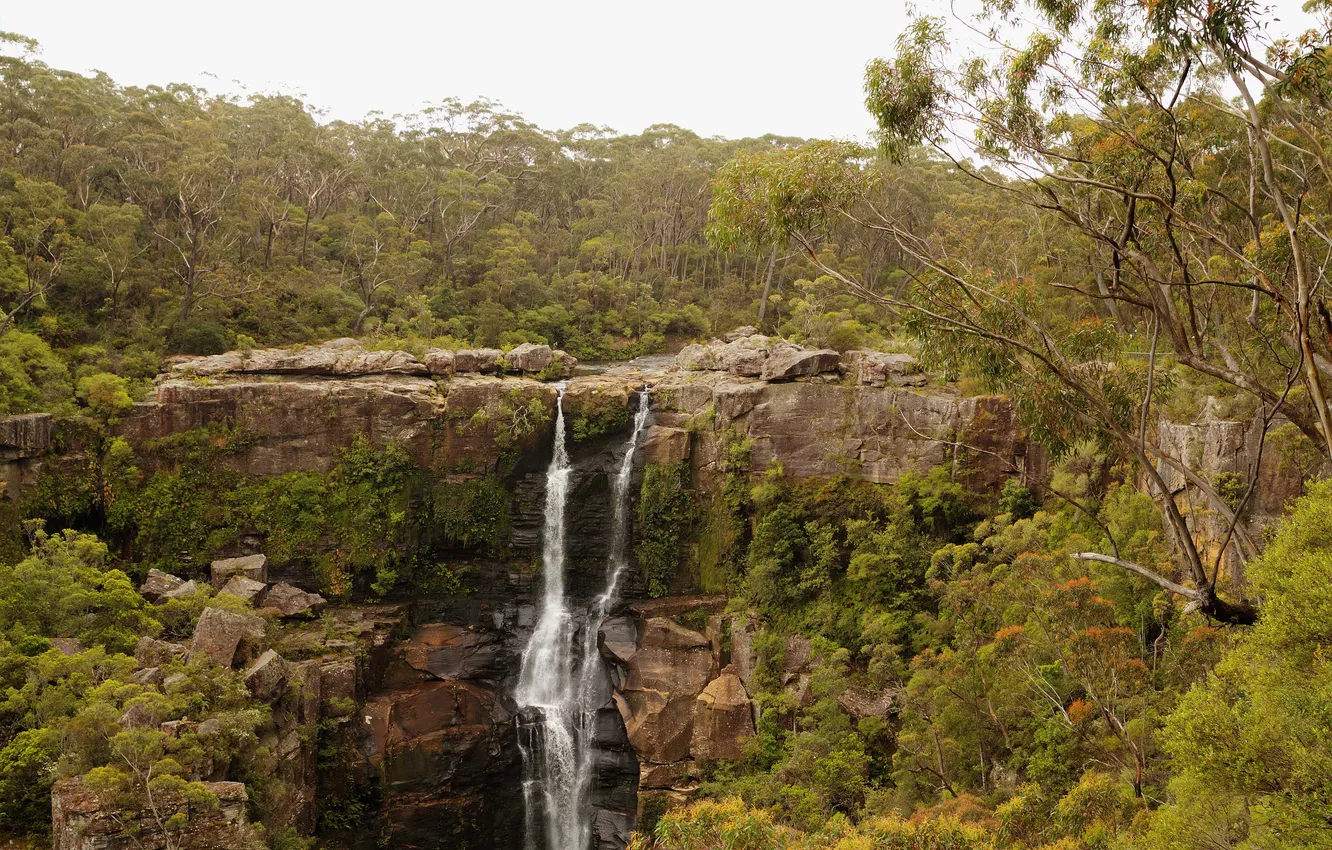 Фото обои деревья, скала, ручей, камни, водопад, Австралия, Robertson, Carrington Falls