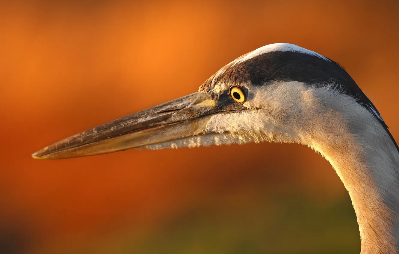 Фото обои макро, птица, heron