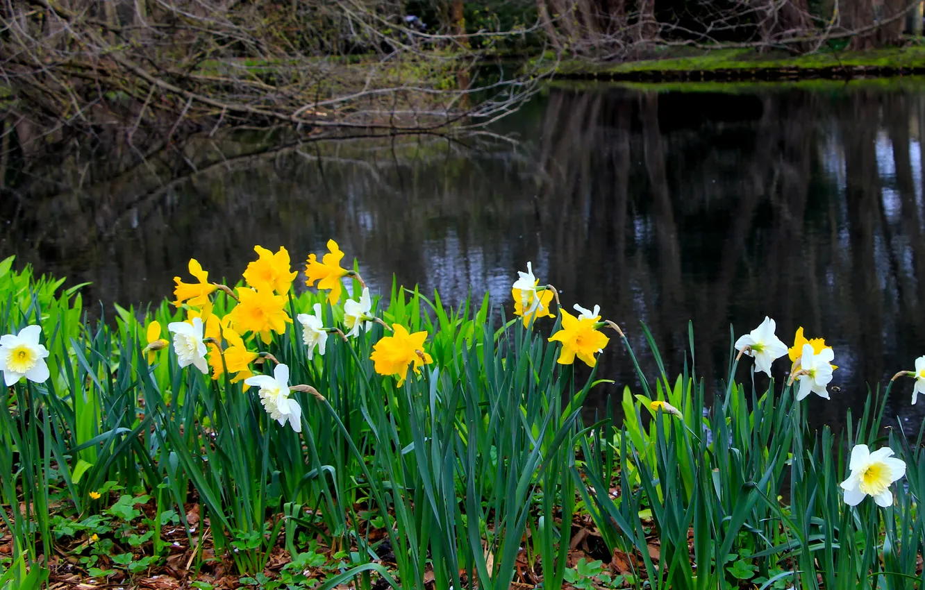 Фото обои flower, spring, daffodils, narcissi