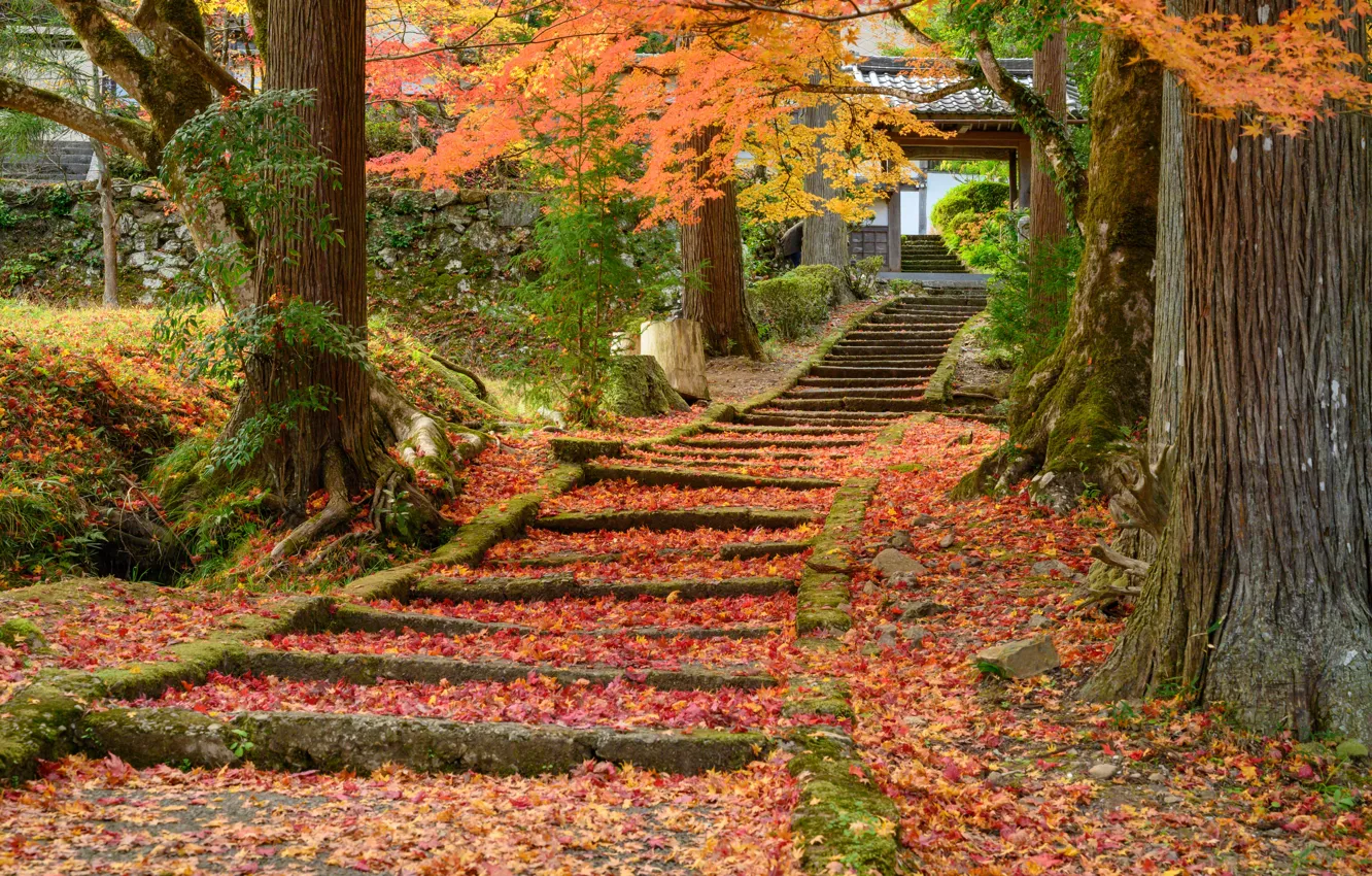 Фото обои Природа, Дорога, Осень, Япония, Лестница, Храм, Ступеньки