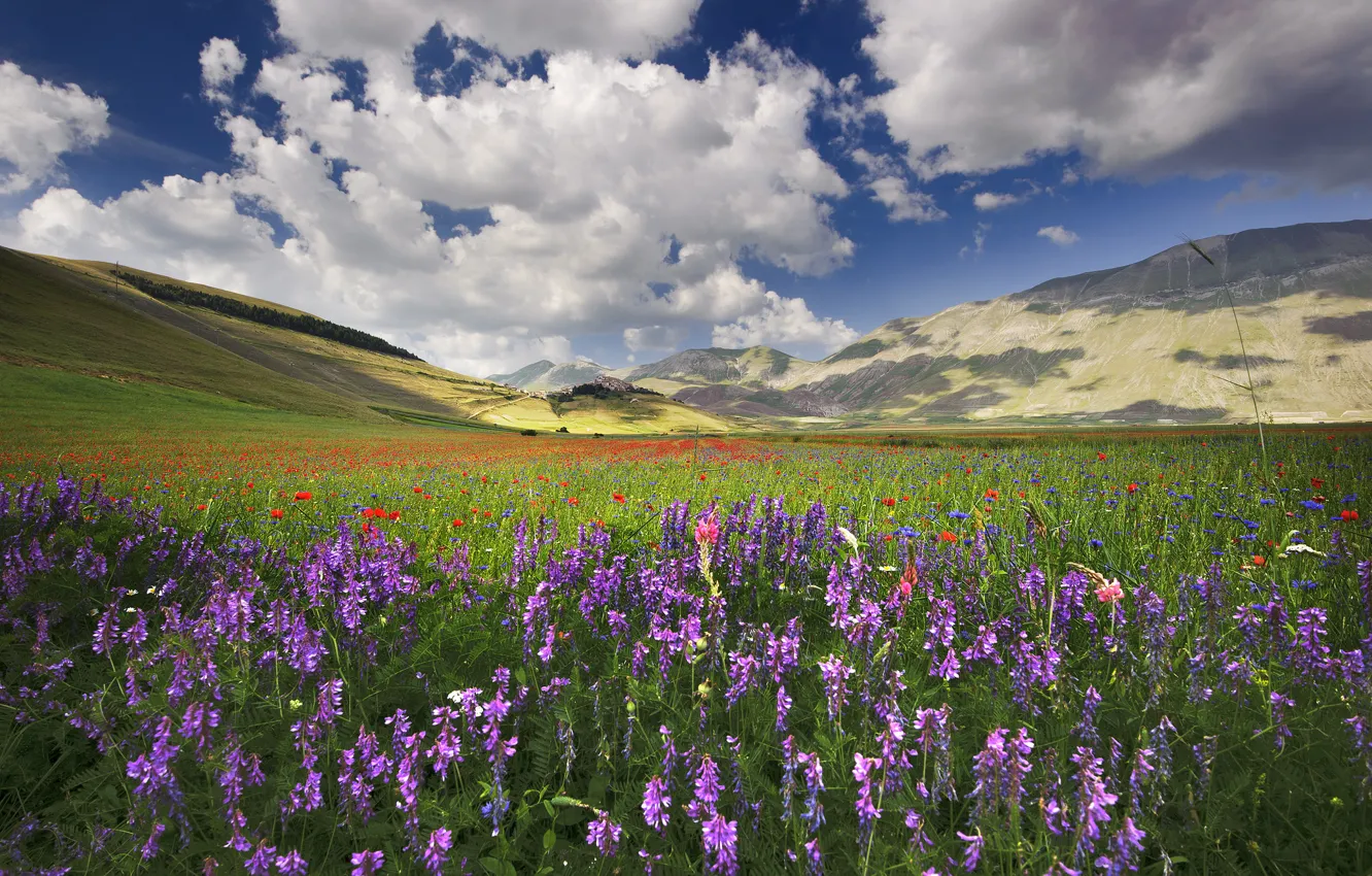 Фото обои поле, цветы, холмы, маки, Италия, васильки, виола, Умбрия