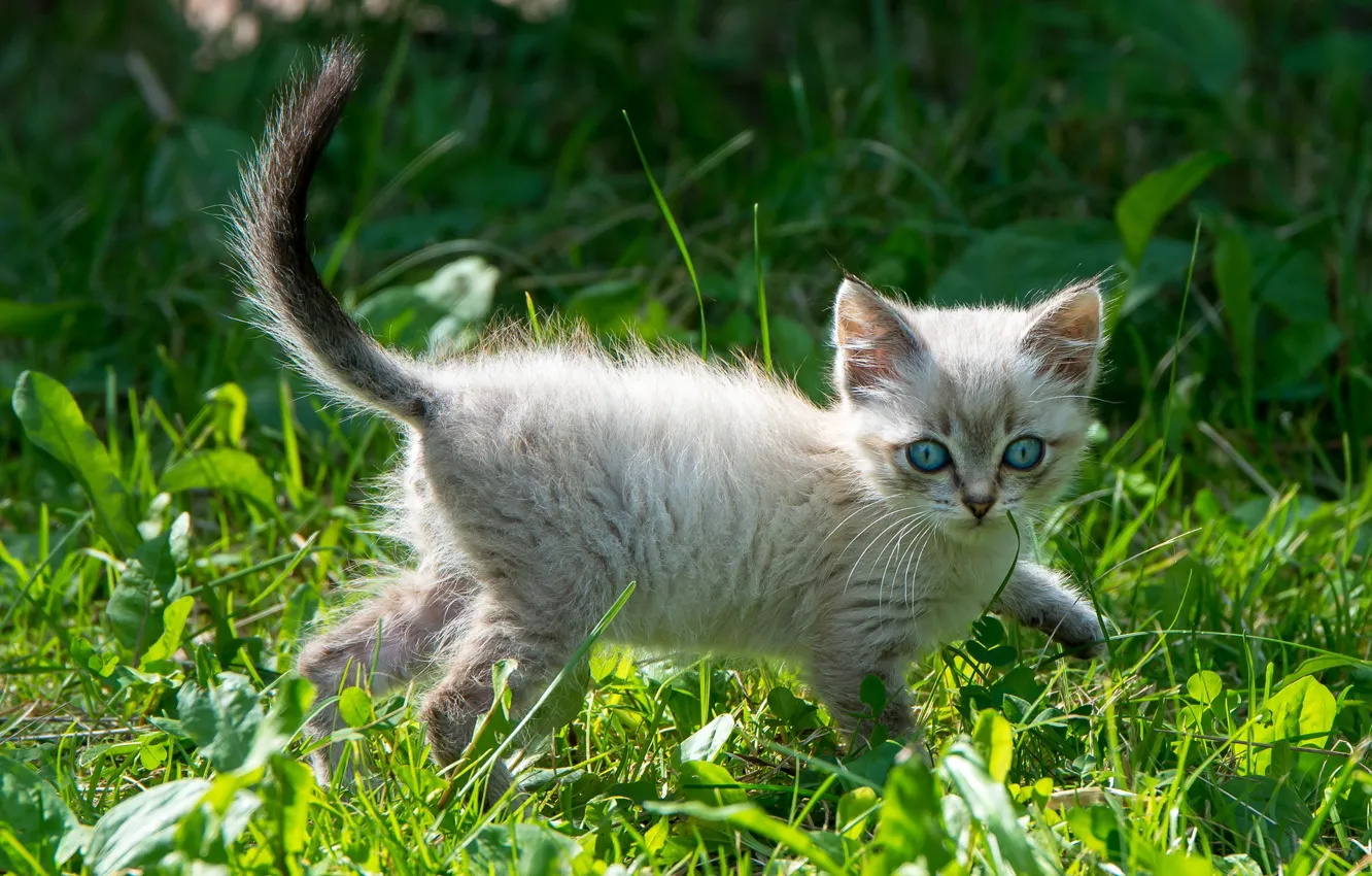Фото обои кошка, трава, котенок, поляна, котёнок, голубые глаза