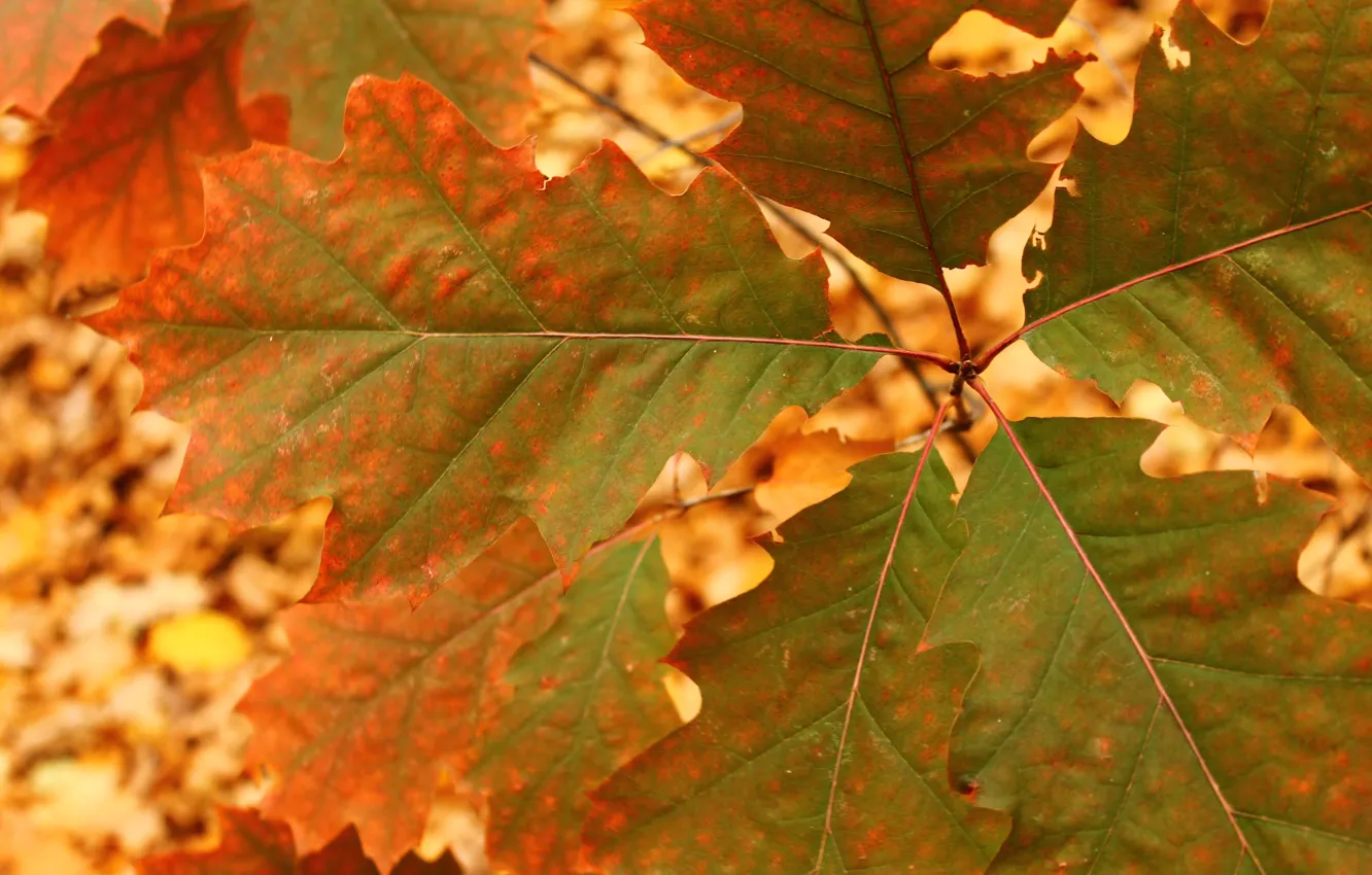 Фото обои осень, лист, дуб