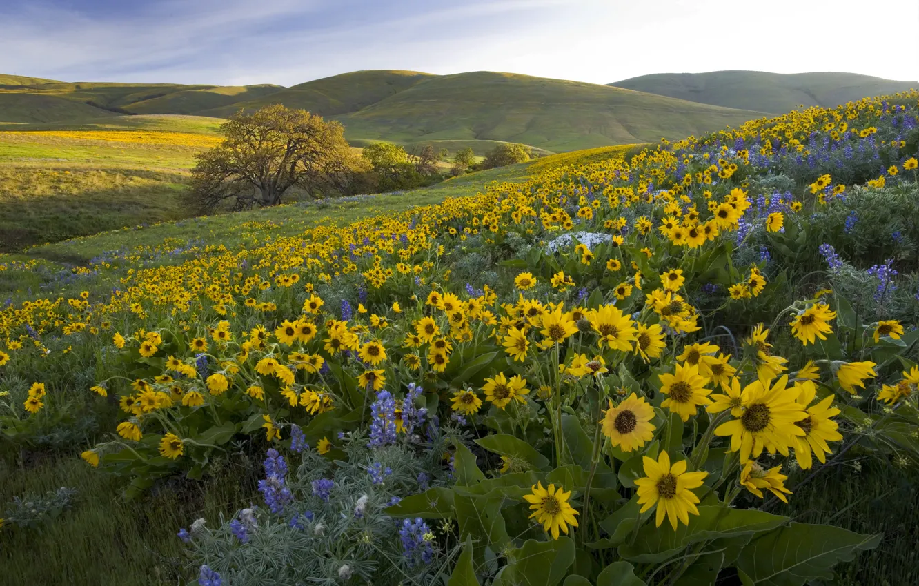 Фото обои цветы, холмы, луг, Washington, штат Вашингтон, люпины, бальзамориза, Парк Колумбия Хиллс