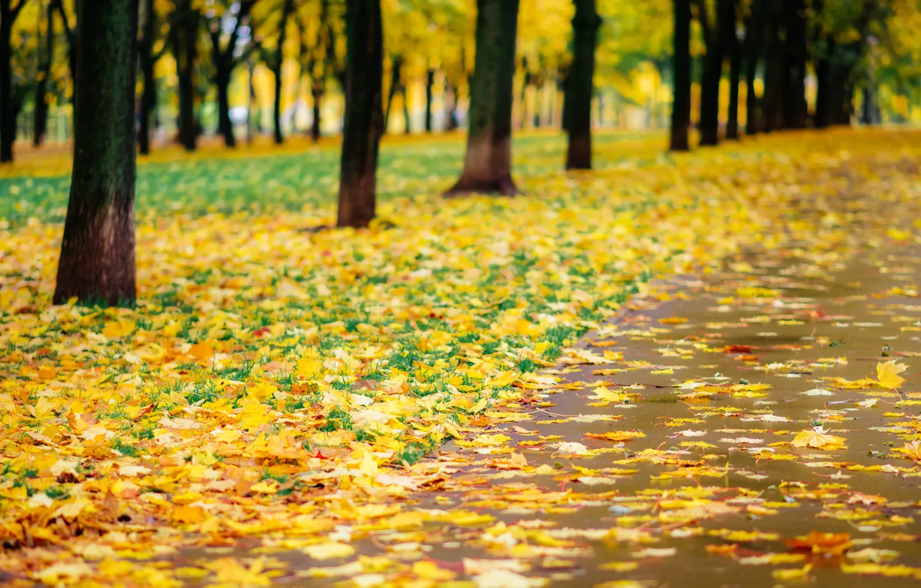 Фото обои осень, листья, деревья, парк, тропа, nature, yellow, park