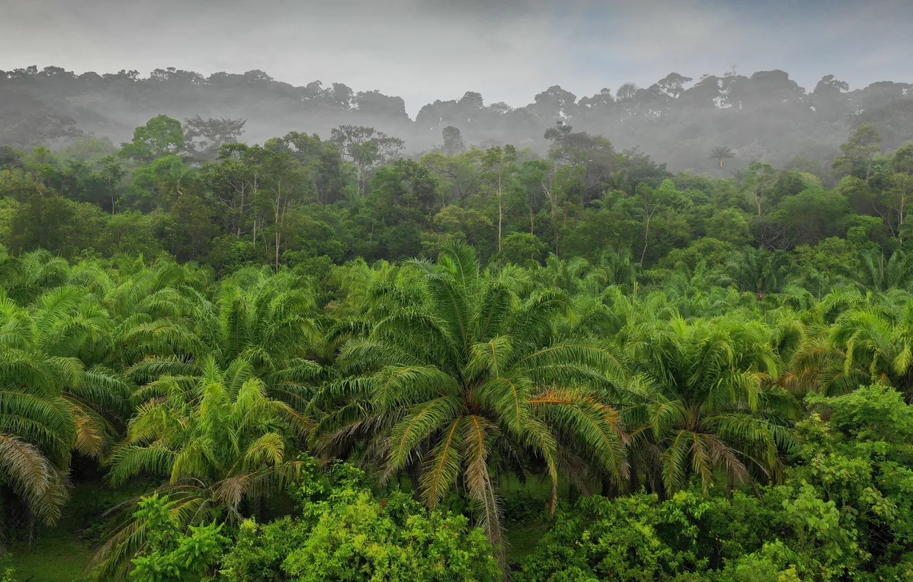 Фото обои rain, tree, thailand, plant, plantation, palm, rainforest, plantations