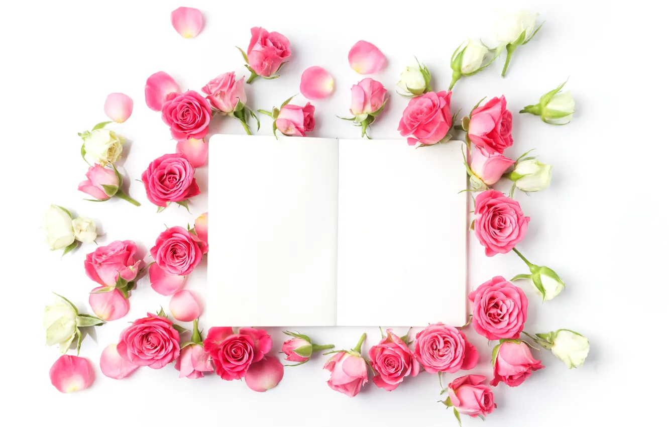 Фото обои розы, бутоны, pink, flowers, romantic, roses, valentine`s day