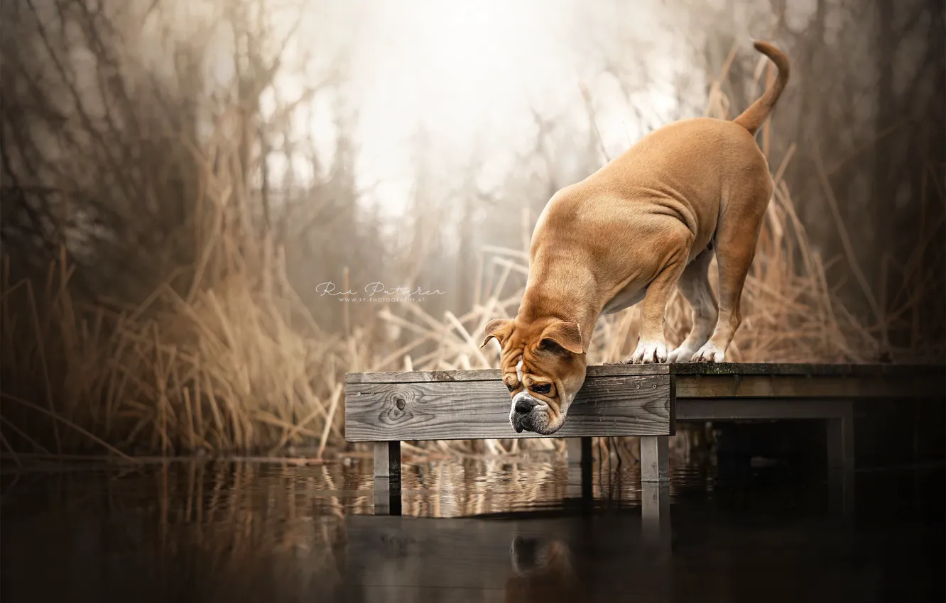 Фото обои мост, река, собака