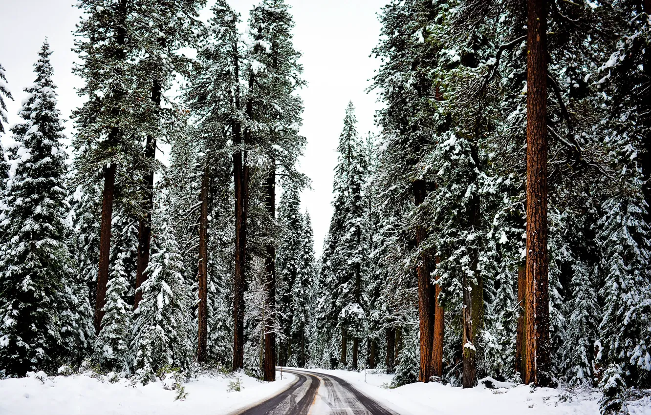 Фото обои зима, дорога, лес, снег, деревья